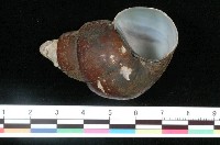 藏品(長田螺)的圖片